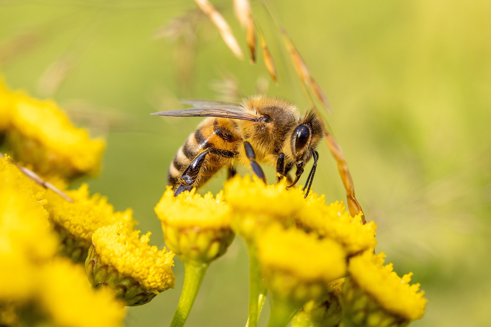 obraz pszczoła zbierająca nektar